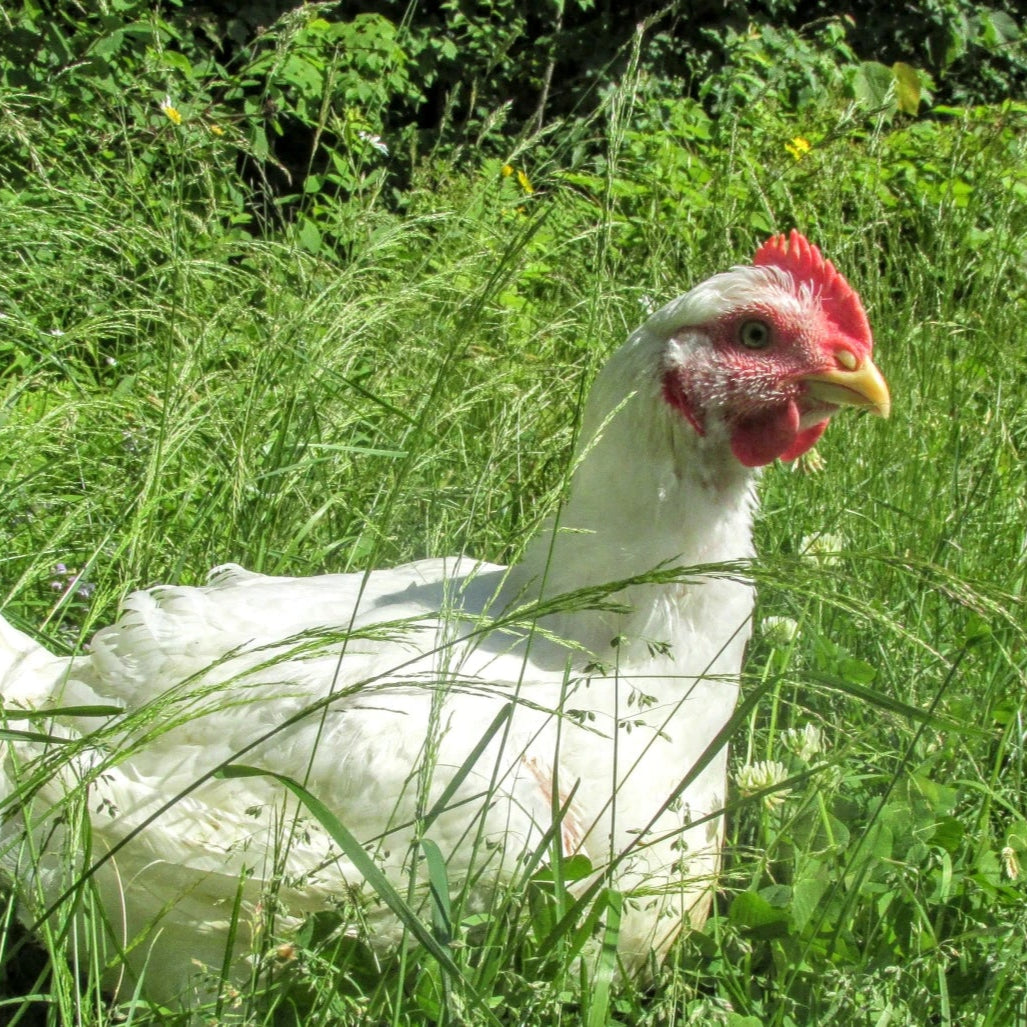 Chicken Breast